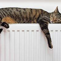 Cat asleep on radiator after finding it's ideal temperature